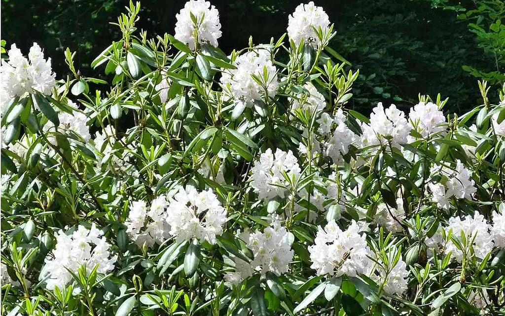 plant_rhododendrum