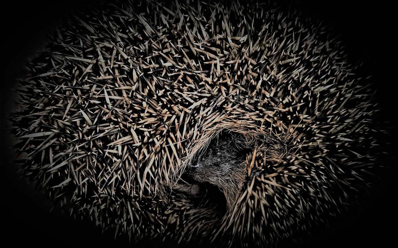hibernating hedgehog