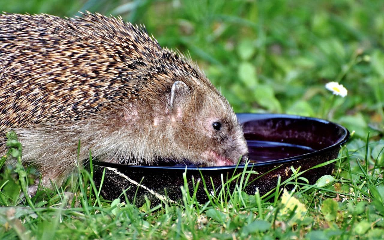 hedgehog drinking