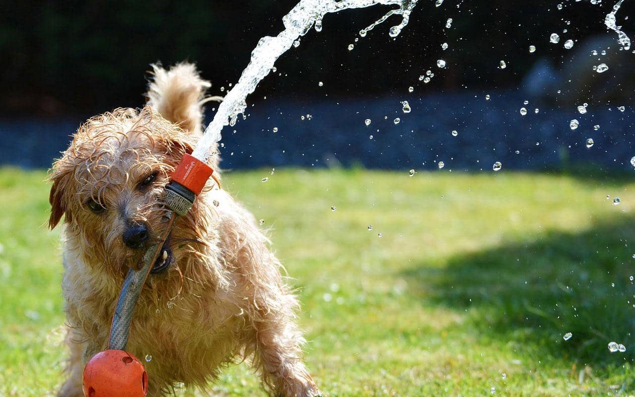 dog watering