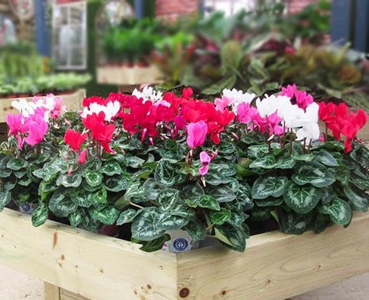 indoor or florists cyclamen with red, pink and white flowers