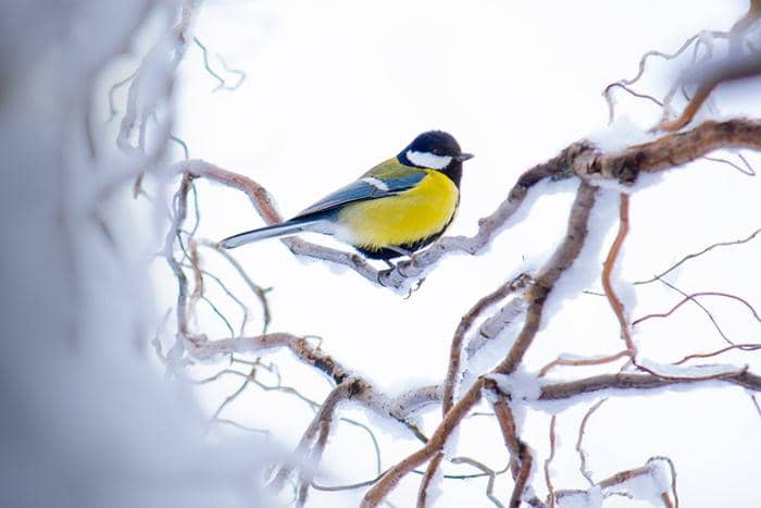 a Great Tit sitting on a snow-covered branch