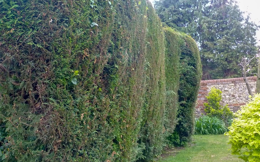 conifer hedge