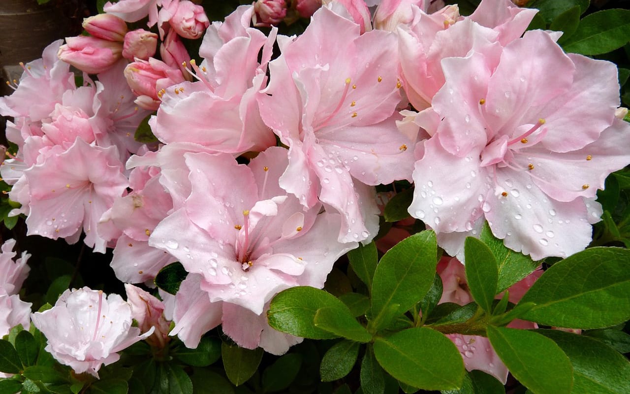 What to plant now: May – Rhododendrons and Azaleas