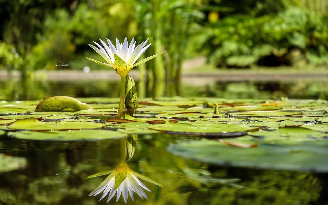 Choosing the right plants for your pond