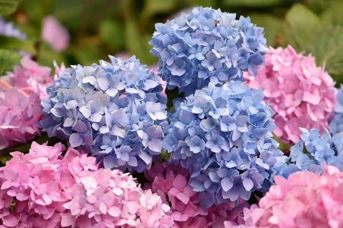 What to plant in August – Hydrangea and Hibiscus