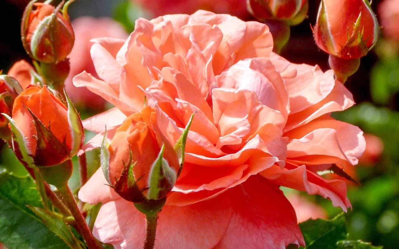 All about patio roses