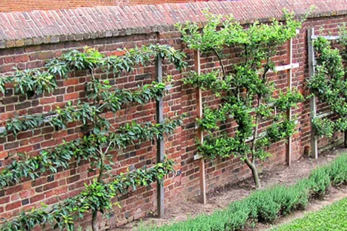 How to prune trained fruit trees