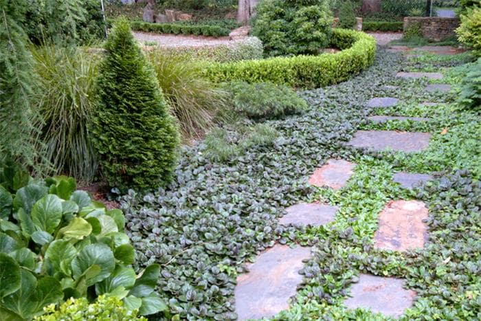 The benefits of ground cover plants