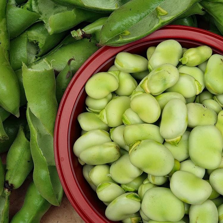 broad beans and their pods, freshly picked