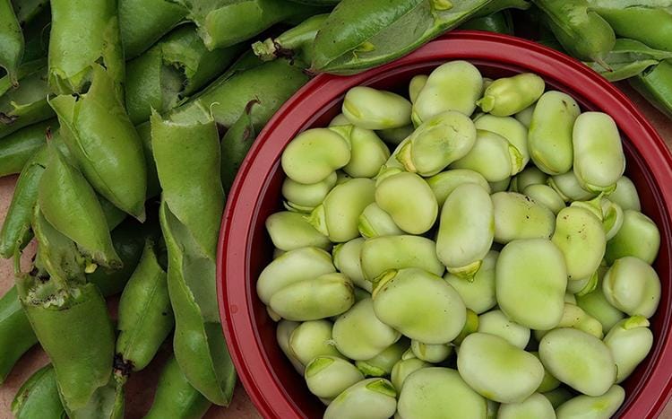 What to plant in November – broad beans