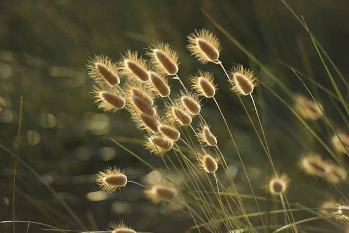 What to plant in September – Ornamental grasses
