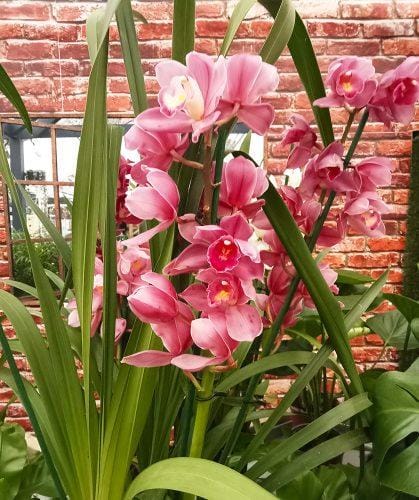 Cymbidium orchids are easier to care for than you think